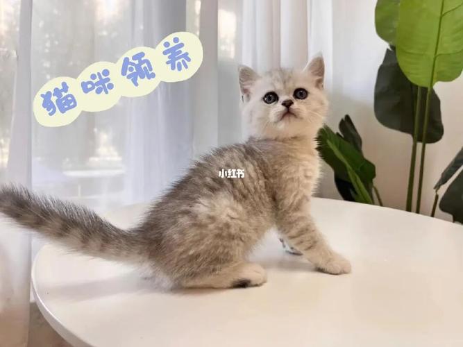 给猫咪起名七月