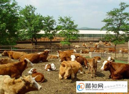 如何为养殖场起一个好听且有意义的名字?