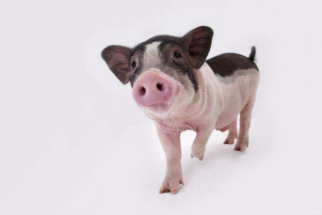 起名字建议：属猪水命适合使用的字