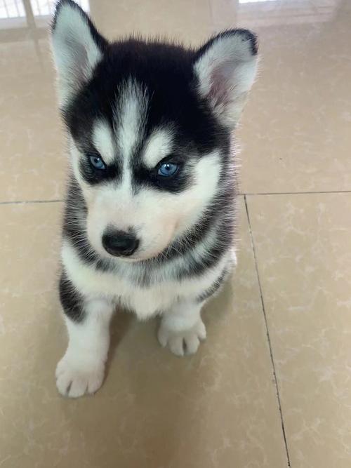 如何给二哈起名字？