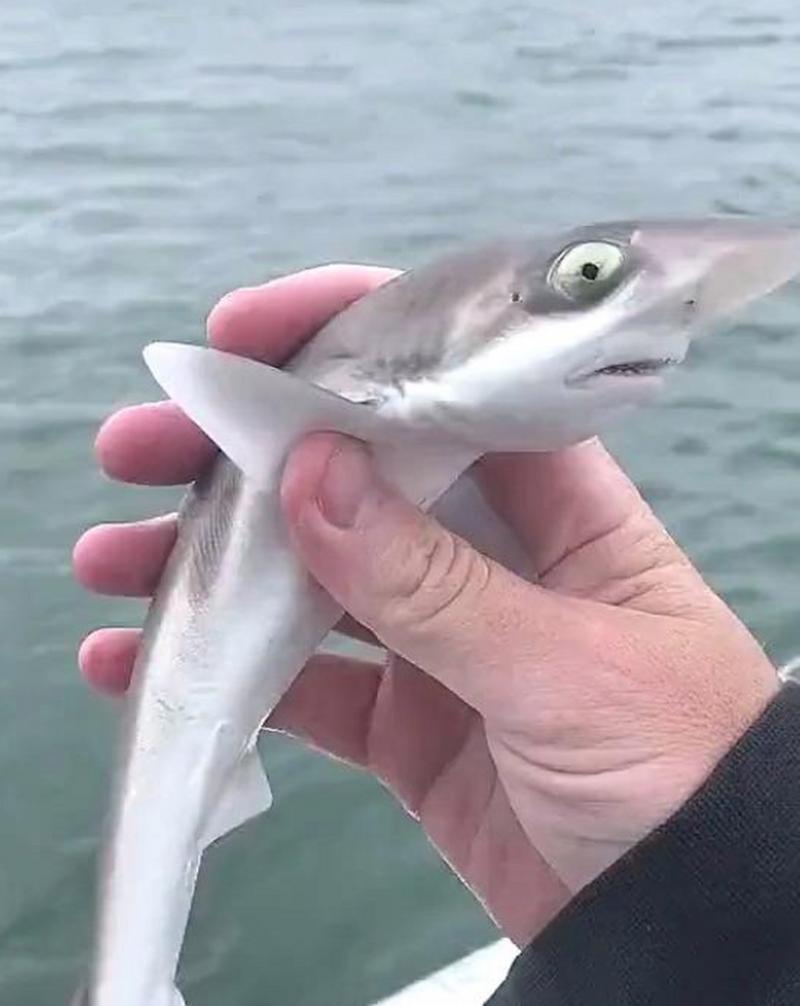 鲨鱼的可爱网名