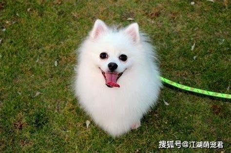 给狗起名字好听又可爱