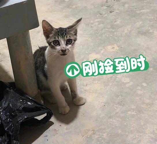 流浪猫取名福气