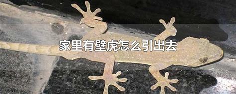 虎宝宝起名用意字好吗