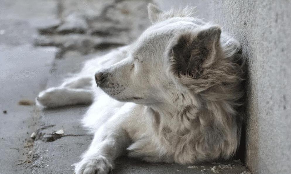 狗狗起名大全男狗