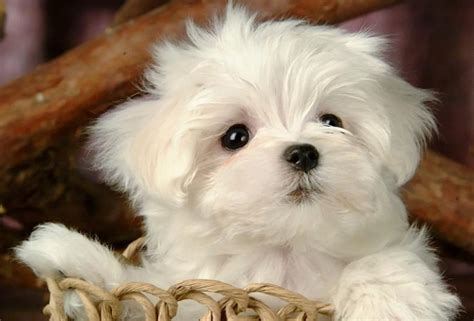 属狗的男孩午时出生好不好