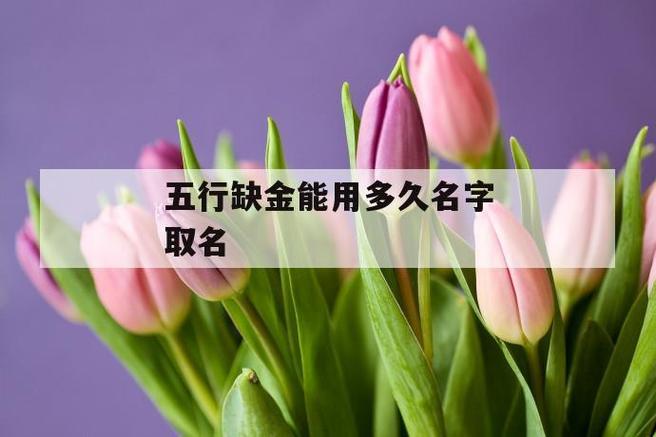 玳瑁猫取名字大全