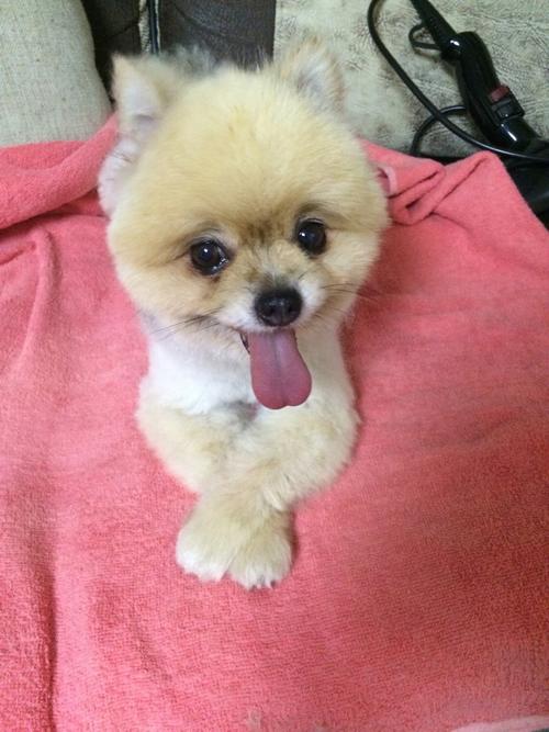 萌宠名字大全可爱女生