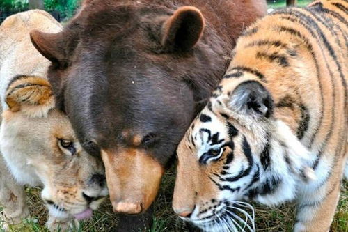 虎宝宝取名字小名