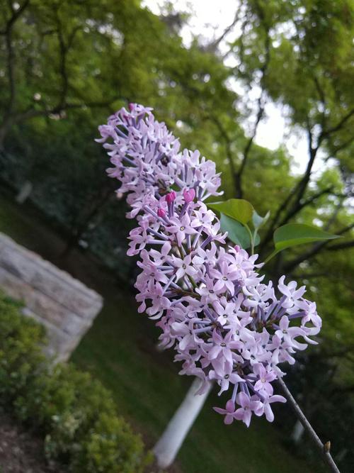 丁香可以做网名吗