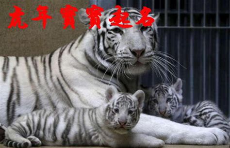 虎宝宝起名简单大气