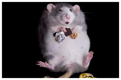 属鼠的起什么店名好呢