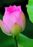 3个月内最容易中大奖的4大生肖