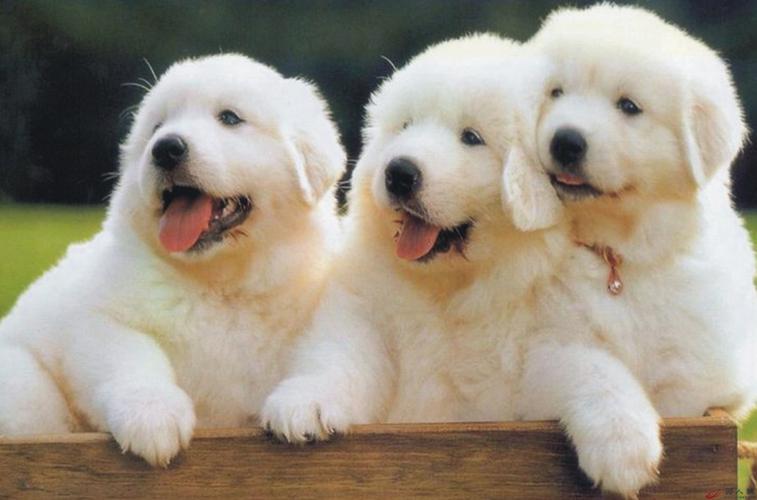 生肖狗性格特点与命运