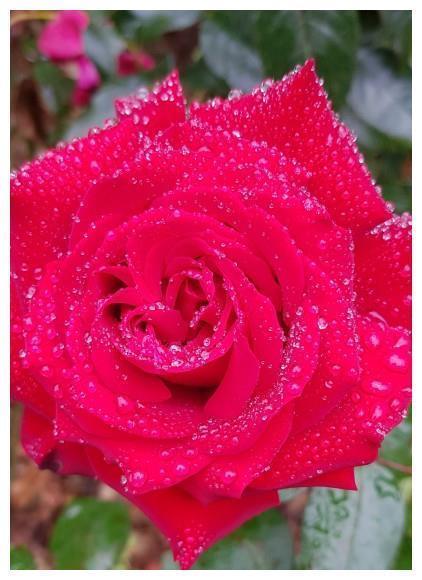 未来两周大星座爱情甜蜜,桃花运极盛,紧握良机,好事成双