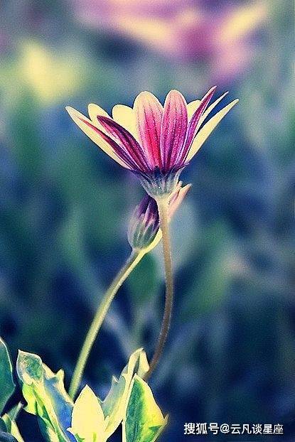 六月星座桃花从天而降,容易和真爱不期而遇,碰撞出爱情火花的星座