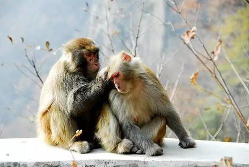 属猴女性的婚姻之路配对解析与一生婚姻展望