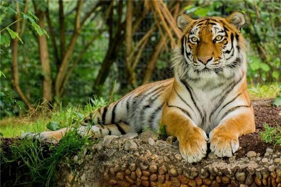 易爆脾气的四个生肖是什么