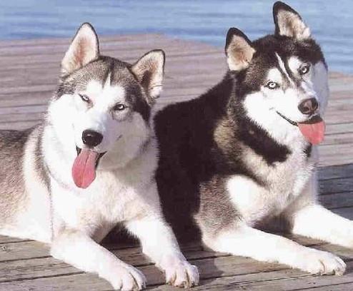 为什么说摩羯座的感情很纯粹呢