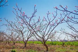 炎夏桃花盛开，四大生肖情深似蜜