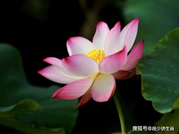 月份上旬是什么意思