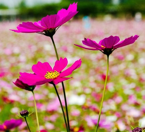 月之初始，喜事连连生肖桃花盛开，爱情与欢乐共舞

文章