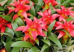 鸿运当头指什么生肖动物