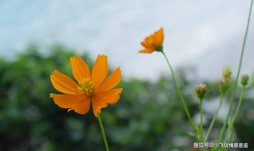 追求时需要耐心，先苦后甜的星座摩羯座