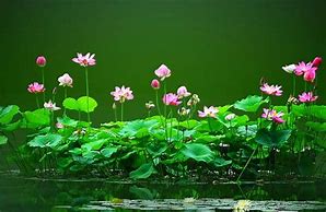 六月上旬鸿运当头,事业如日中天,横财大旺,前景光明