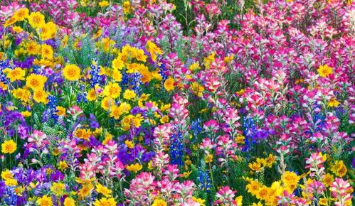 星座界的三好先生