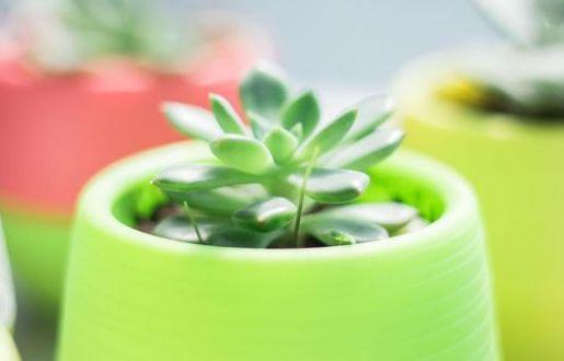 月下旬吉星高照，生肖运势上上签，财富源源不断