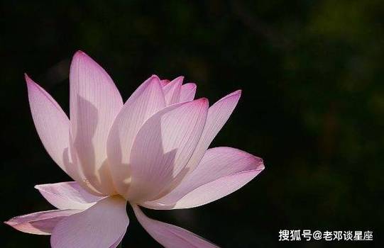 感受爱情的力量，天长地久的四大生肖