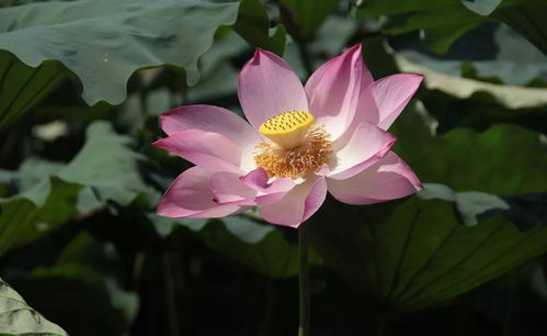 分手后绝不会回头的星座女