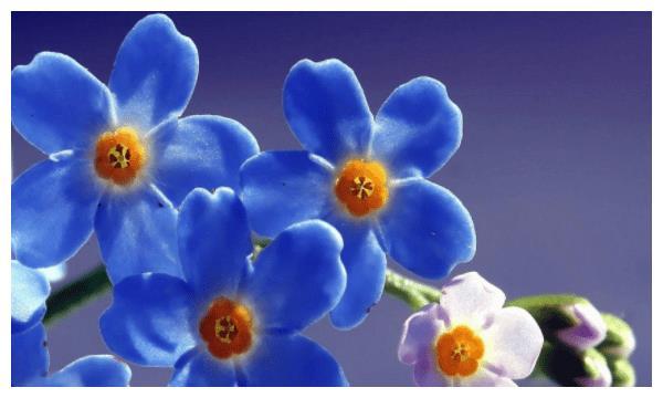 下半年生肖运势展望