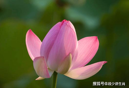 2020年鸿运当头的生肖