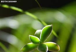 明日之后共同行动