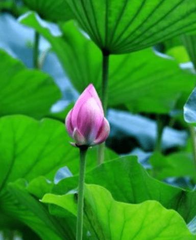 下半年时来运转的生肖