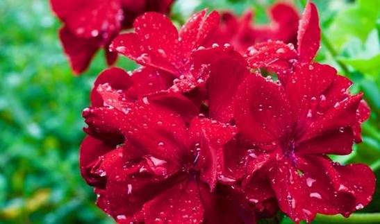 月，运势回暖，好运连绵，事业硕果累累，生活多姿多彩的星座