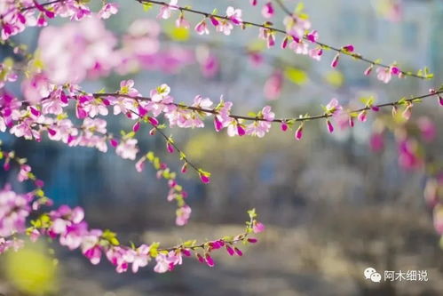 十二星座贵人运排名