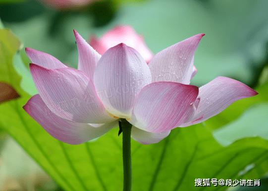 吉星高照,月份好运连连属相工作顺利,升职加薪不是梦