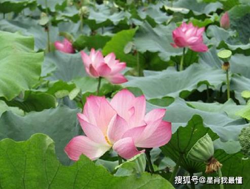 女性发型头像图片高清素描