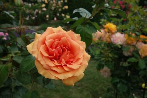 【星座运势】下半年运势开挂的几大星座,事业蒸蒸日上爱情甜甜蜜蜜!