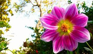 狮子座的温柔之光