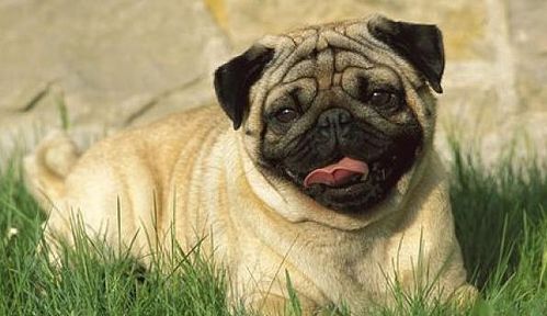 山河破碎风飘絮探寻生肖起名的文化奥秘