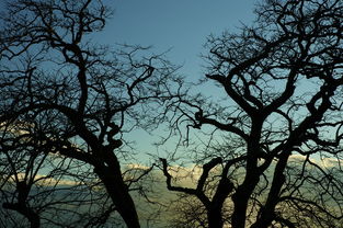 莫言经典语录中的智慧与哲学 莫言经典语录中的智慧与哲学