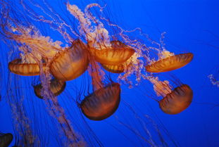 鱼梦探微，解析梦境中的水族之语——解析梦见鱼的深意