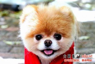 属狗的多大年龄了