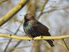 哀牢山惊现全球仅千只的鸟 哀牢山惊现全球仅千只的鸟