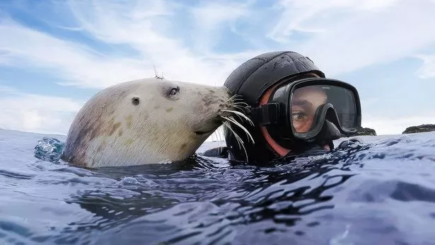 “我是一个真实的杜立特博士，我和海豹交谈，摇动它们的鳍。”