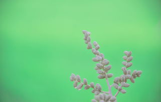 洋洋洒洒，从古至今的文韵流转——探析洋洋洒洒背后的文化内涵